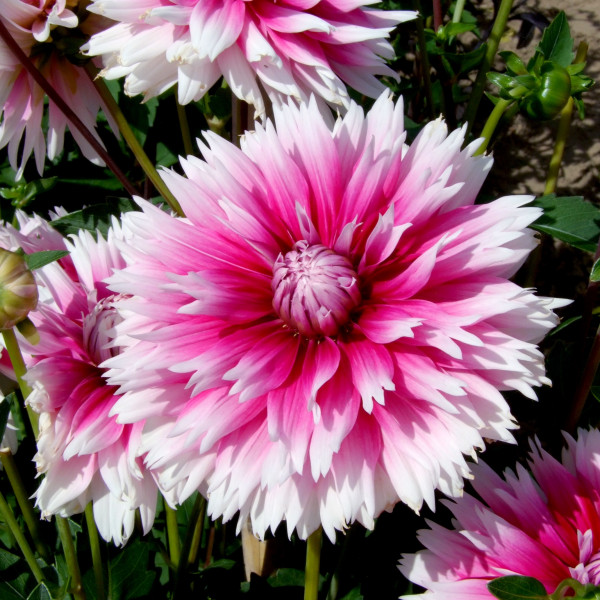 Dahlia Nabuko®