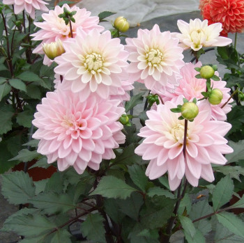 Dahlia nain Rose des Sables® Label Rouge - Image 1