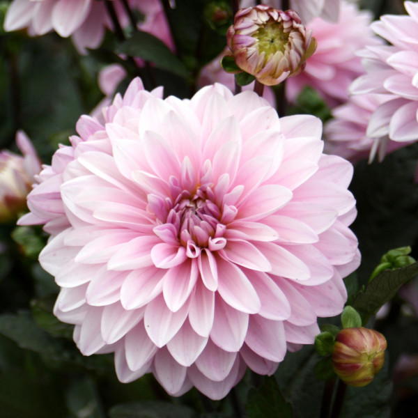 Dahlia nain Rose des Sables® Label Rouge
