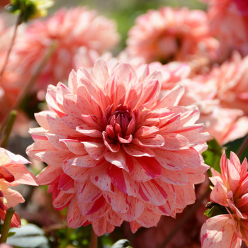 Dahlia nain Zanzibar - Image 1