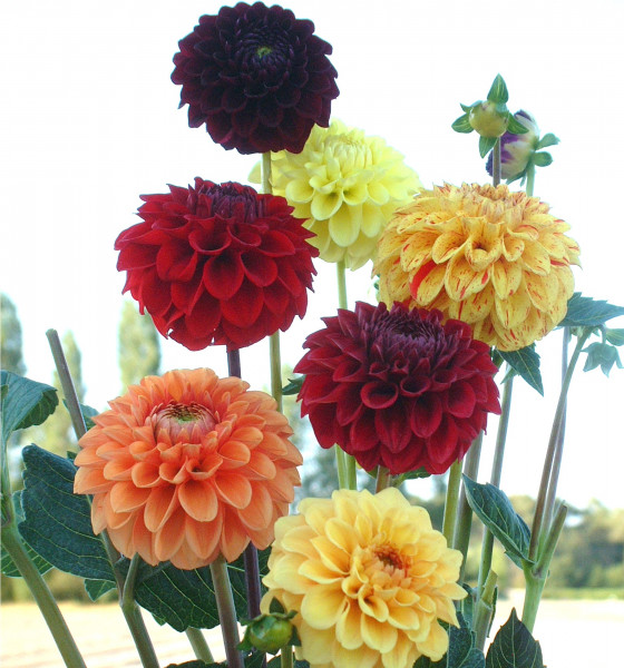 Dahlia Pompon en Mélange