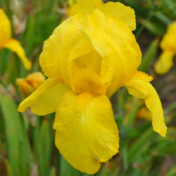 Iris Ola Kala