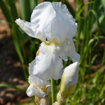 Iris Reine des neiges