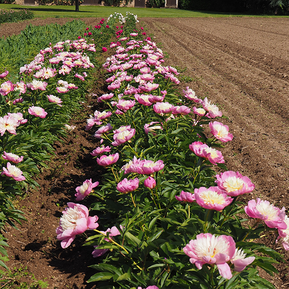 Pivoine de Chine Bowl of Beauty