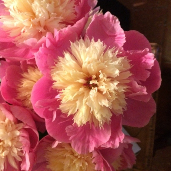 Pivoine de Chine Bowl of Beauty