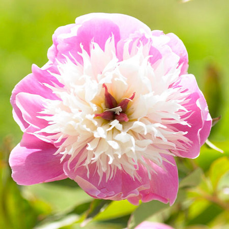 Pivoine de Chine Bowl of Beauty