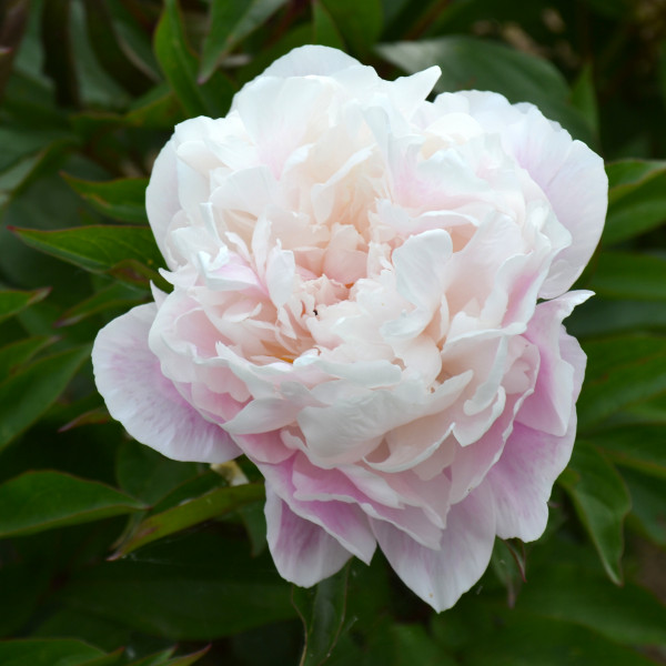 Pivoine de Chine Catharina Fontyn