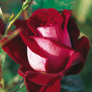 Rosier Alléluia®