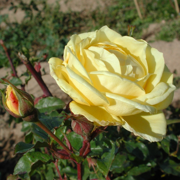 Rosier Béatrice I d´Este®