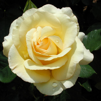 Rosier Béatrice I d´Este®