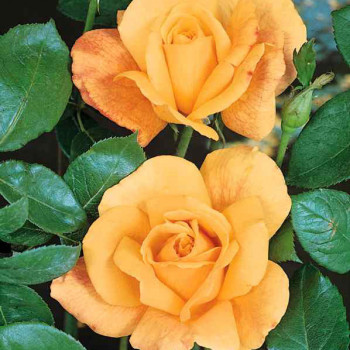 Rosier Beauté