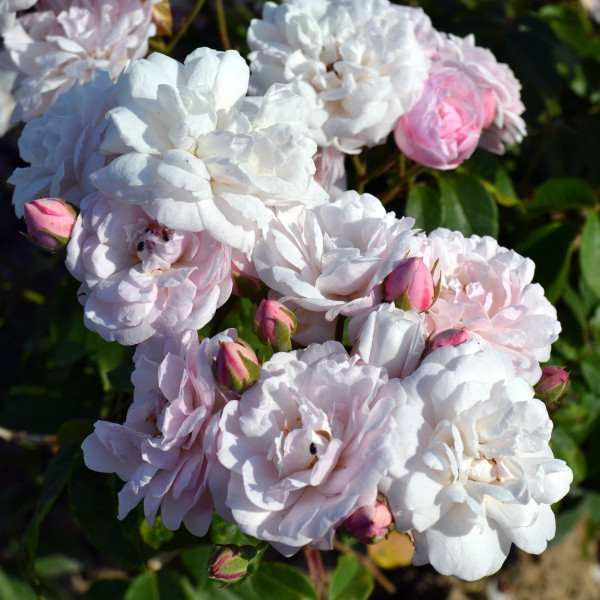 Rosier Blush Noisette
