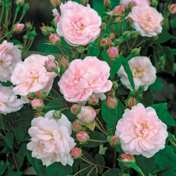 Rosier Blush Noisette