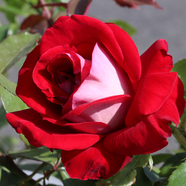 Rosier Château de Versailles®