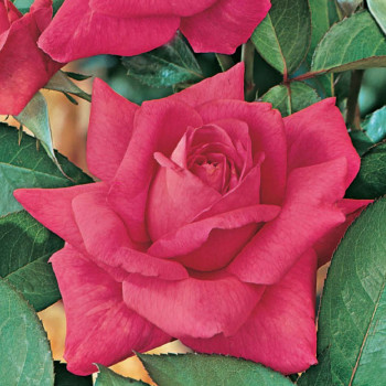 Rosier Critérion