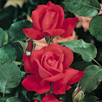 Rosier Dame de Coeur