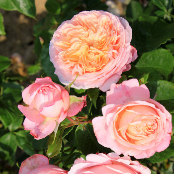Rosier Domaine de Chantilly® - Image 3