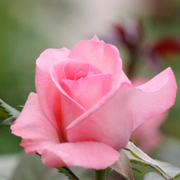Rosier Fragonard® - Image 3