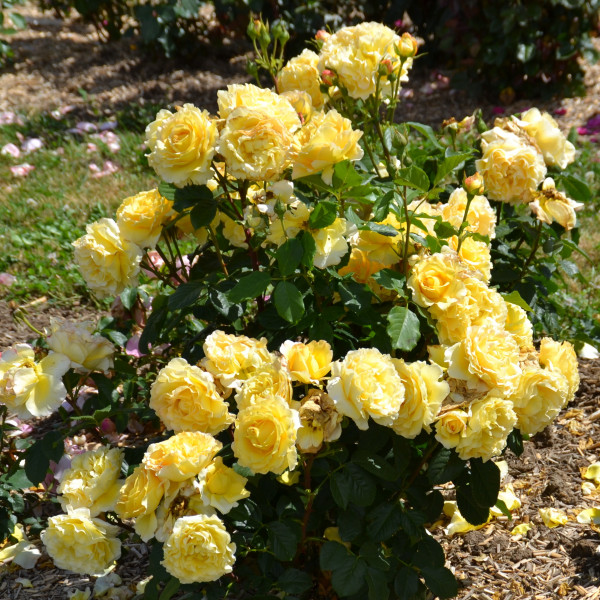 Rosier France Info®