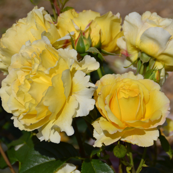 Rosier France Info®