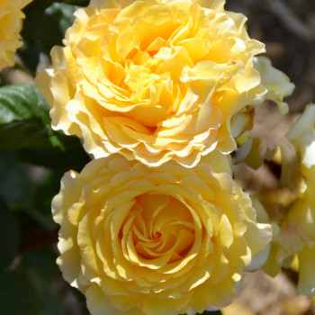 Rosier France Info®