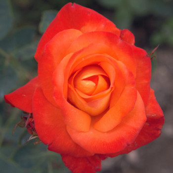 Rosier France Libre® Le rosier Tige - Image 1