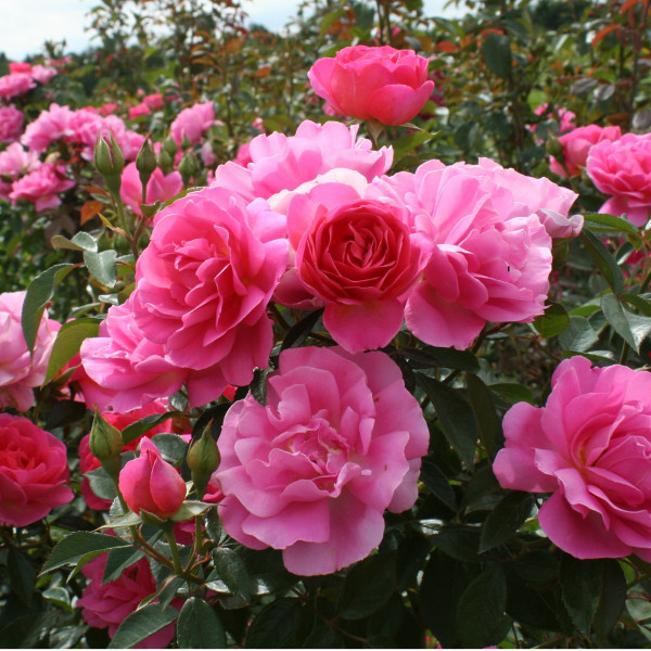 Rosier Génération jardin®