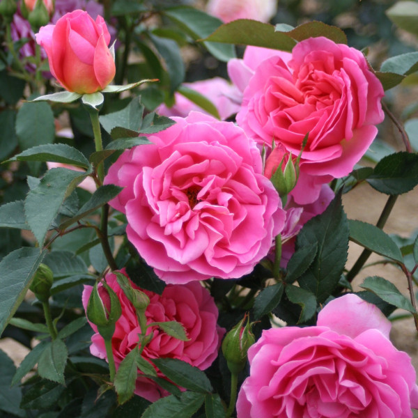 Rosier Génération jardin®