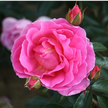 Rosier Génération jardin®