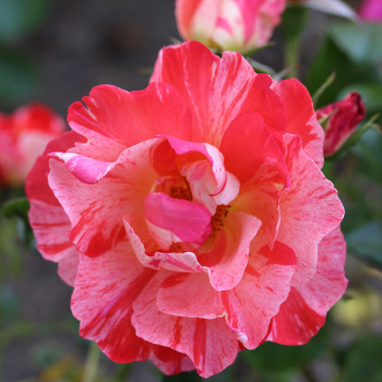 Rosier Grimaldi® - Image 3