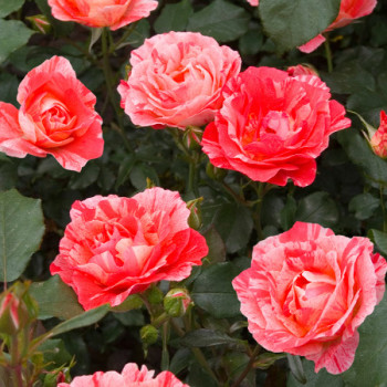 Rosier Grimaldi® - Image 4
