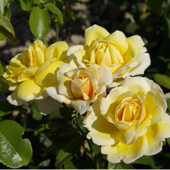 Rosier Grimpant Soleil vertical® - Image 1