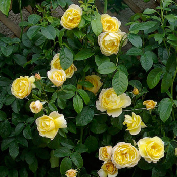 Rosier Grimpant Soleil vertical® - Image 2