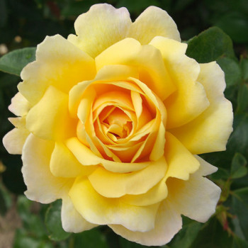 Rosier Grimpant Soleil vertical® - Image 3