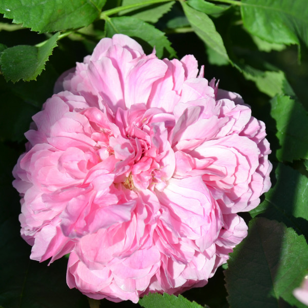 Rosier Jacques Cartier