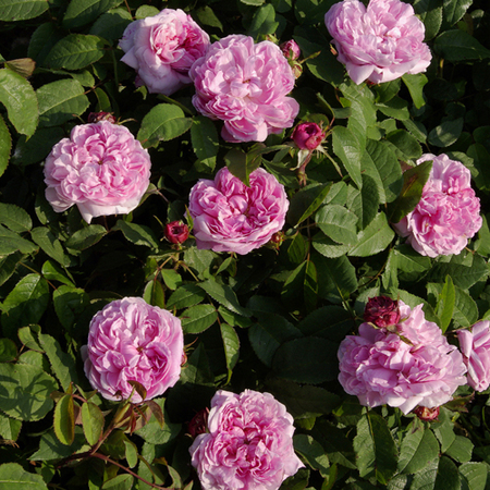 Rosier Jacques Cartier