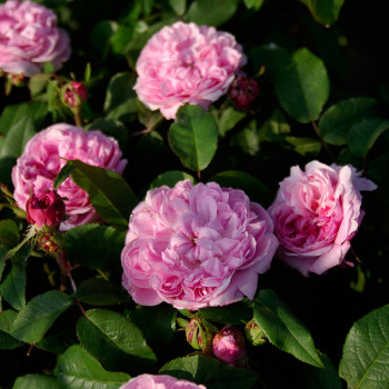 Rosier Jacques Cartier
