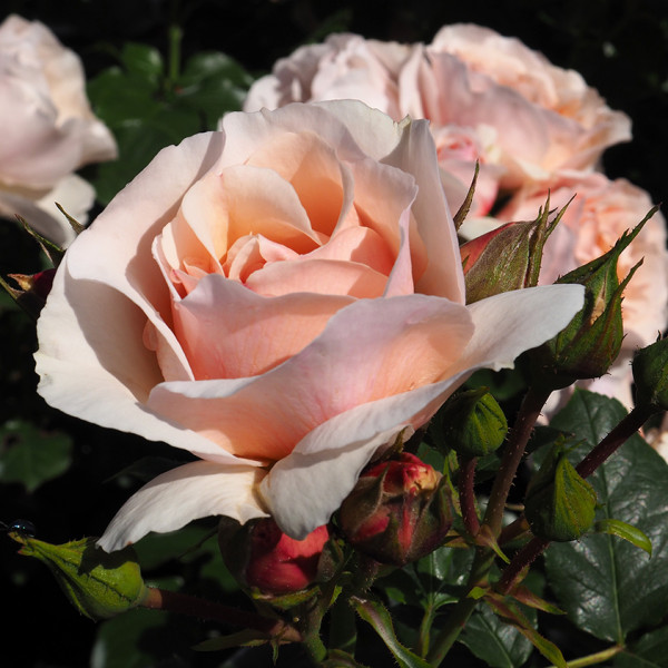 Rosier Jardin des Tuileries® Le rosier Tige