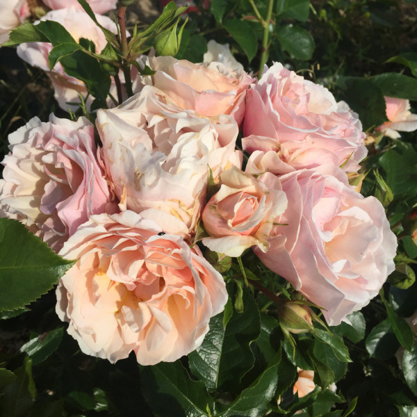 Rosier Jardin des Tuileries® Le rosier Tige