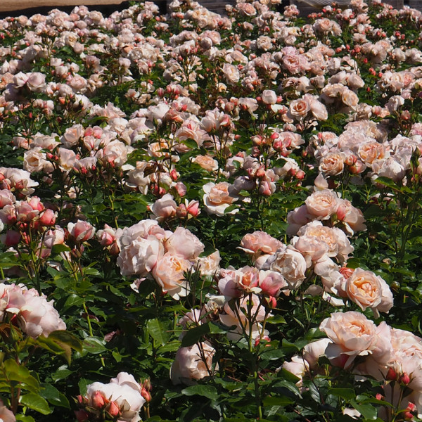 Rosier Jardin des Tuileries®