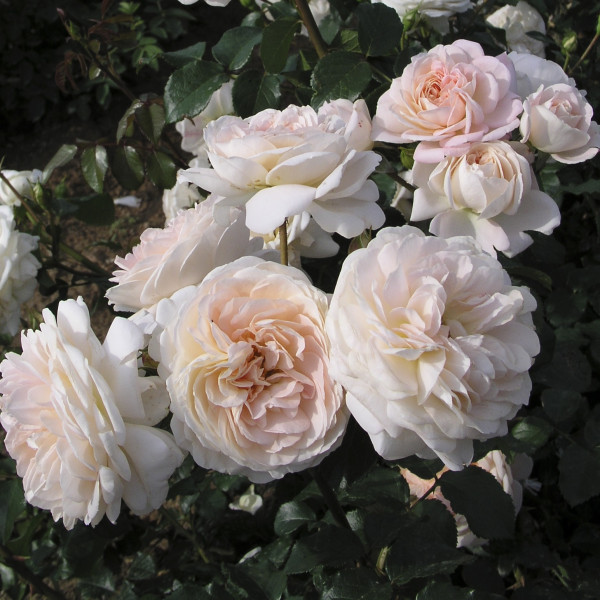 Rosier Jardins de l´Essonne®