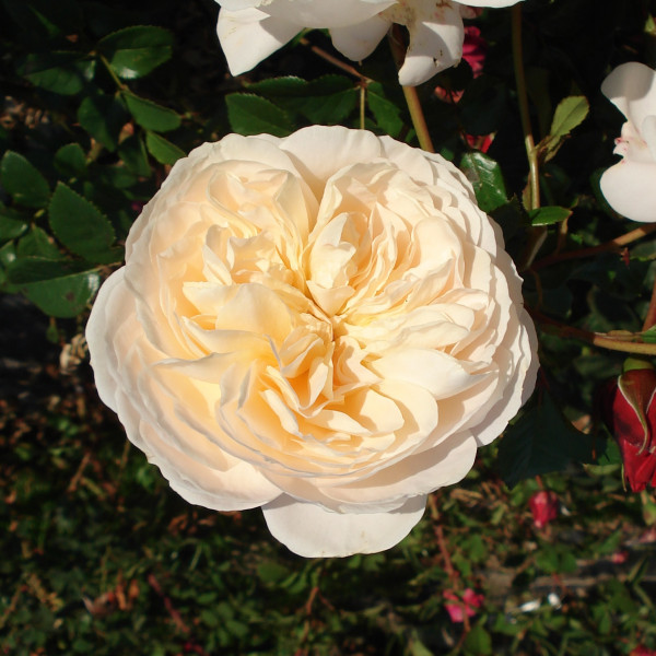 Rosier Jardins de l´Essonne®