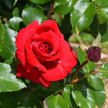 Rosier La Marseillaise® - Image 2