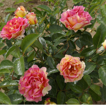 Rosier La Parisienne® - Image 4