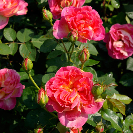 Rosier La Passionata®