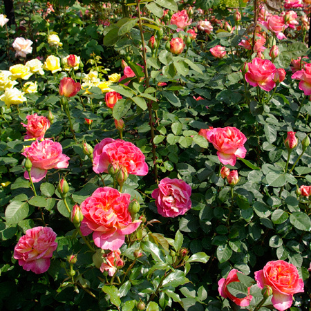 Rosier La Passionata®