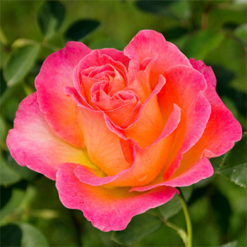 Rosier La Passionata®
