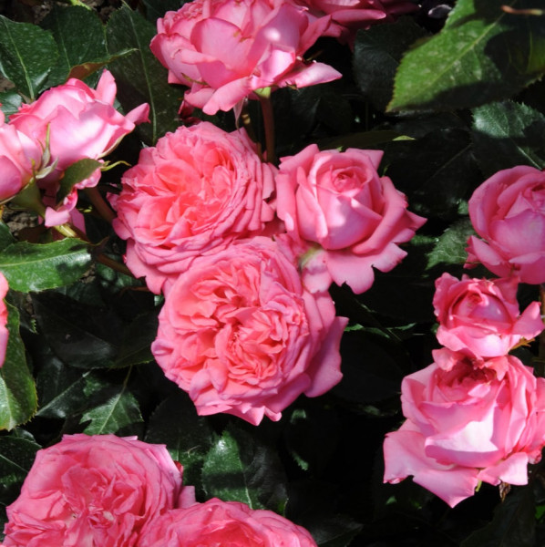 Rosier La Rose de Molinard®