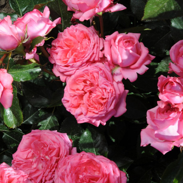 Rosier La Rose de Molinard® LABEL ROUGE