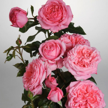 Rosier La Rose de Molinard® LABEL ROUGE - Image 3
